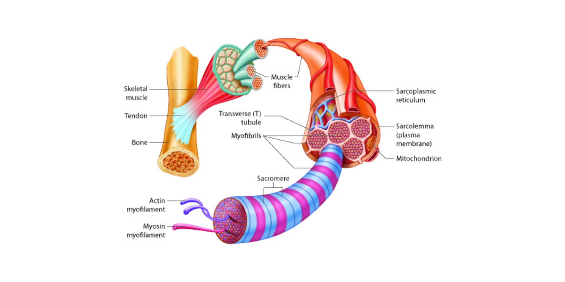 Diagram showing muscle fibre anatomy